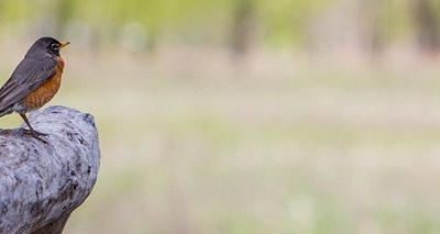 SEO Simplified: Essential Techniques to Enhance Your Online Visibility and Drive Organic Traffic