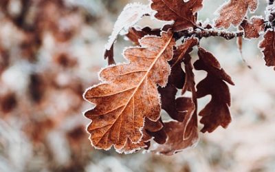 Harnessing the Power of Social Media Advertising to Drive Brand Awareness and Customer Engagement